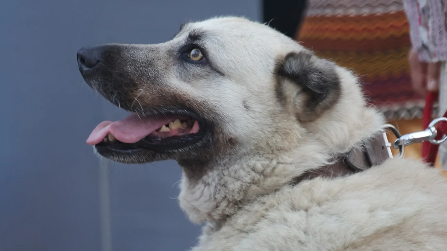 Sokaklar sessizleşti: Peki köpekler nerede?
